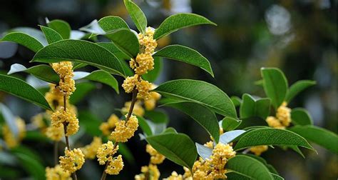 桂花風水五行|桂花树的象征与风水学（桂花树的寓意与风水布局的要点）